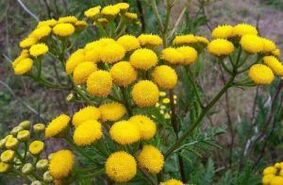Freem von Tansy