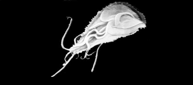 Die einfachsten Parasiten