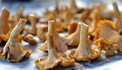 Chanteres Pilz, um Parasiten aus dem Körper zu entfernen
